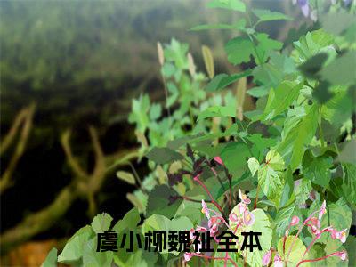 虞小柳魏祉豪门小说全章节阅读-虞小柳魏祉全文免费阅读