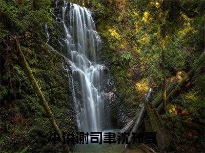 小说谢司聿沈知夏全文阅读-（谢司聿沈知夏）小说谢司聿沈知夏大结局