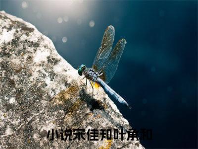 高赞小说（宋佳知叶承和小说免费阅读）完结阅读，宋佳知叶承和在线阅读