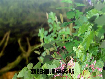 林诚(新阳律师事务所)全文免费阅读无弹窗大结局_新阳律师事务所小说在线阅读无删减