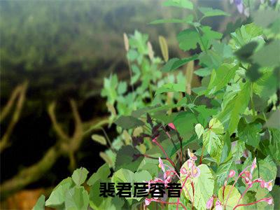 裴君彦容音小说全文免费阅读 （容音裴君彦）免费阅读全文免费阅读无弹窗大结局