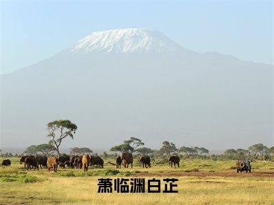 萧临渊白芷（白芷萧临渊）全文免费阅读无弹窗大结局_萧临渊白芷全文完整无删减版免费阅读