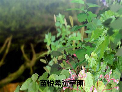 苗悦希沈宇翔（苗悦希沈宇翔）多人追免费无弹窗小说-主角苗悦希沈宇翔完整版在线阅读（苗悦希沈宇翔）