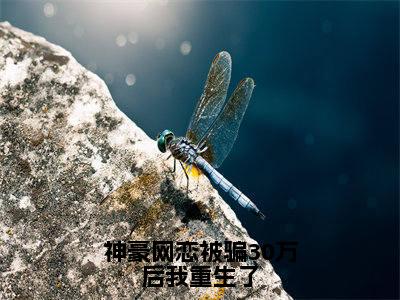 小说神豪网恋被骗30万后我重生了（付莺）全文免费阅读-最火热门小说神豪网恋被骗30万后我重生了最新章节更新